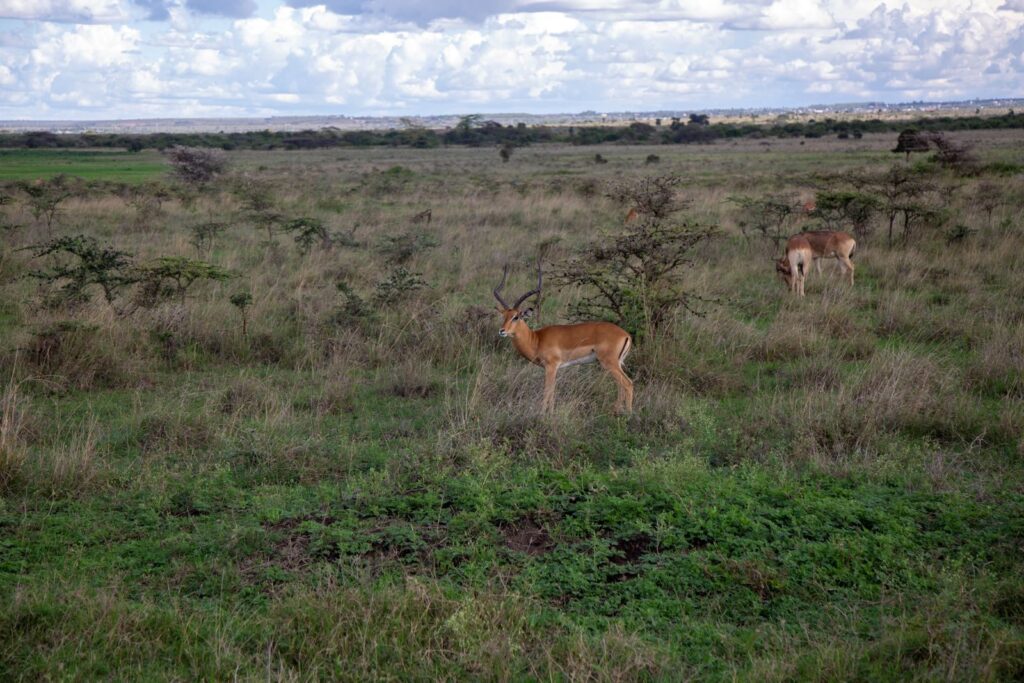 A serene scene of impalas grazing in Nairobi's sprawling savanna habitat, capturing the essence of African wildlife.