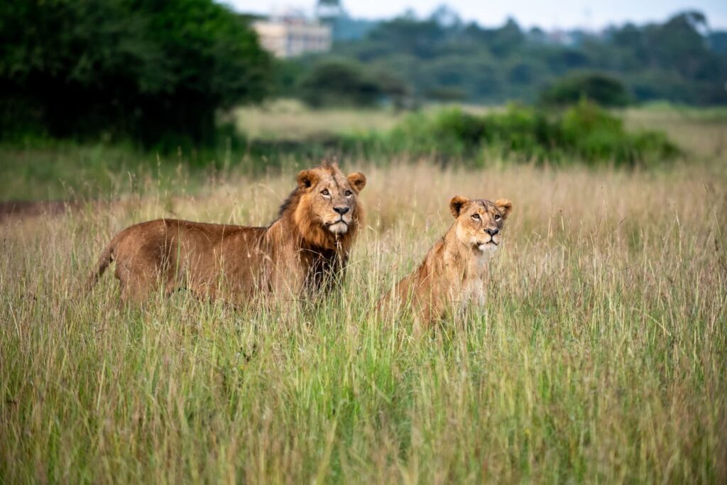 Two lions stand majestically in the grasslands of Nairobi National Park, Kenya.