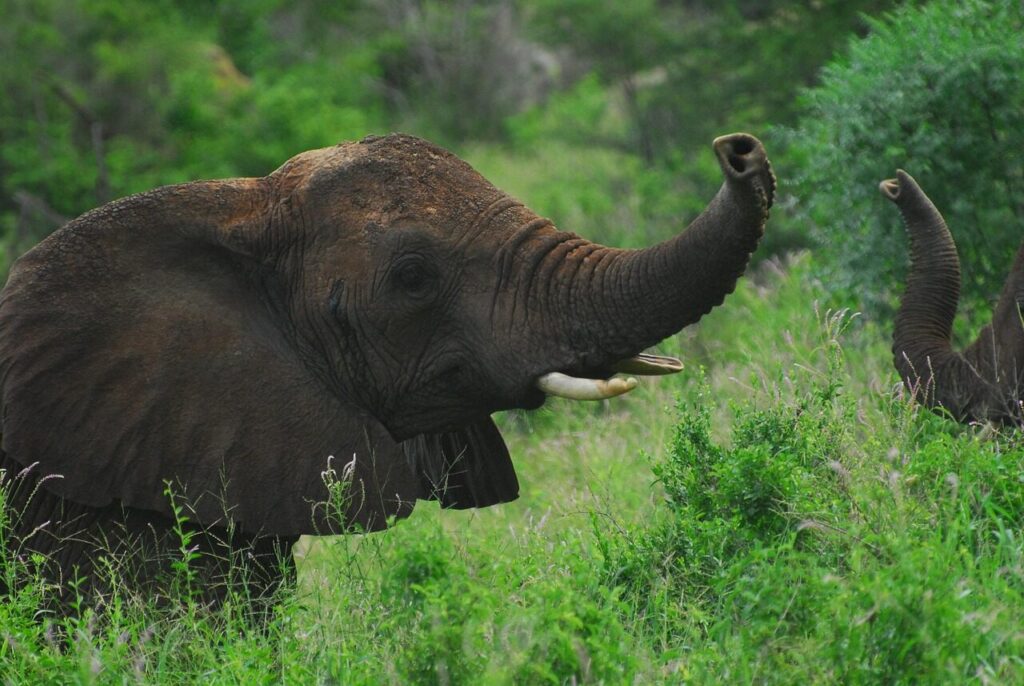 earth hour, elephants, wilderness, africa, conservation, nature, kenya, elephant, wild, environment, tusk, ecosystem, strong, endangered, ivory, tsavo, tsavo west national park, community, companionship, huge, safari, powerful, green earth, green community, green communication, green power