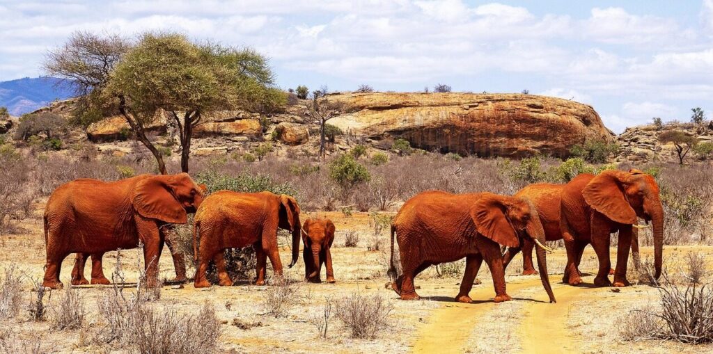 kenya, africa, elephant, tsavo east, trunk, mammal, safari, elephant herd, kenya, kenya, tsavo east, tsavo east, tsavo east, tsavo east, tsavo east