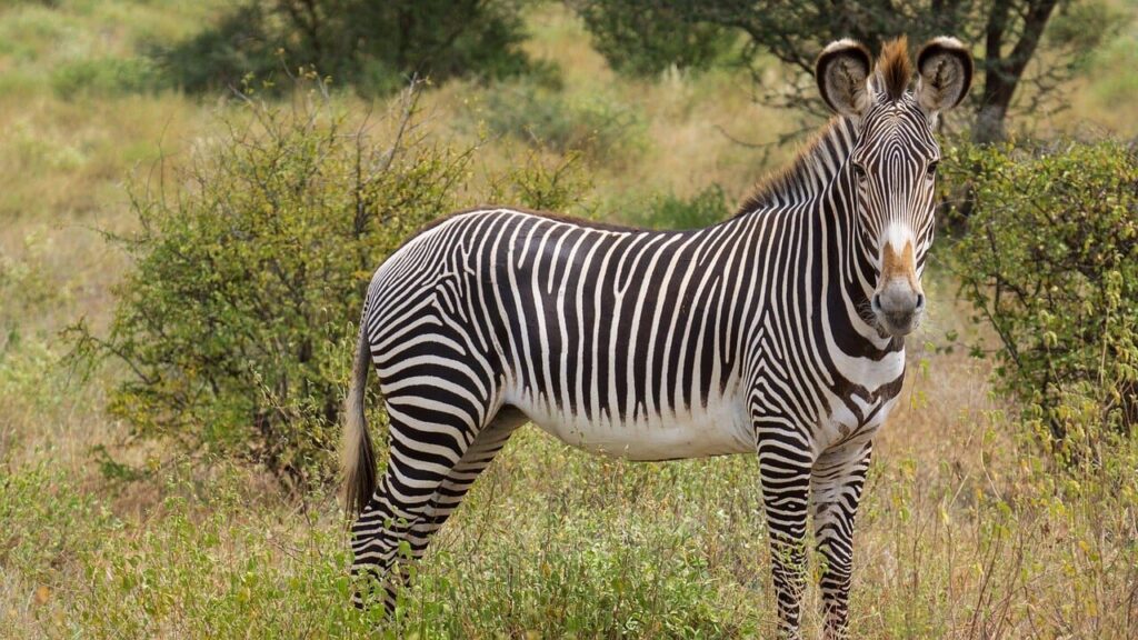 grevyzebra, kenya, striped, africa, great ears, wildlife, samburu, national park
